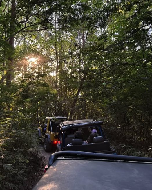 A line of jeeps climbing the narrow forest track towards Mount Batur with the sun through the trees